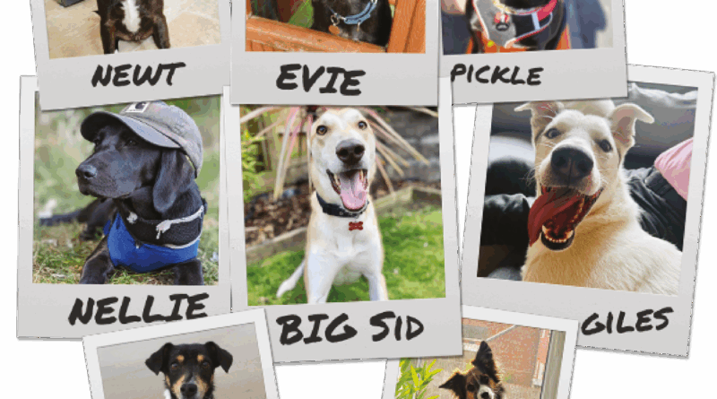 Dredge incontra WALL-E – Trailer di gioco narrativo di Good Boy